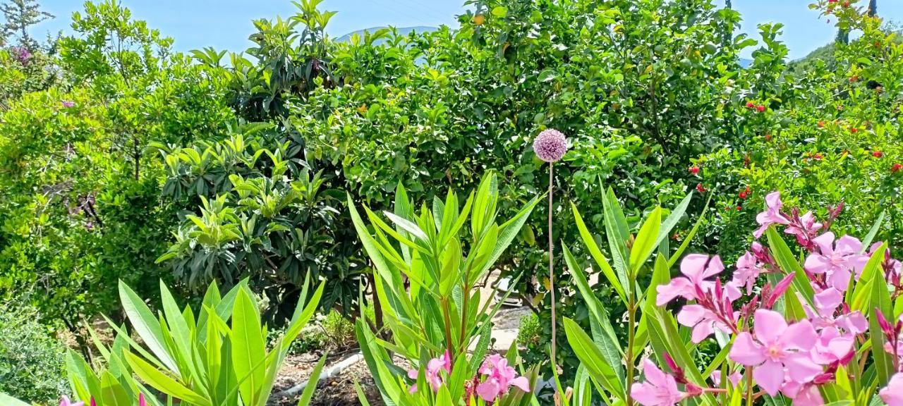 Kaminakia Apartments: Adults-only Oasis With Sea Views And Forest Tranquility *